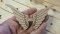 Angel wings 217