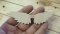 Angel wings 129